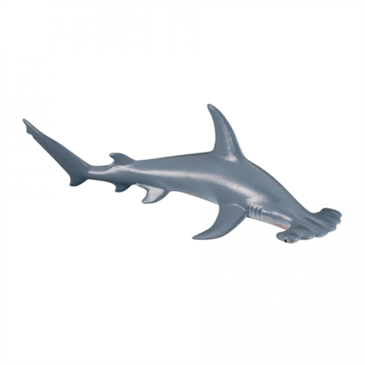 CollectA  Scalloped Hammerhead Shark Figure