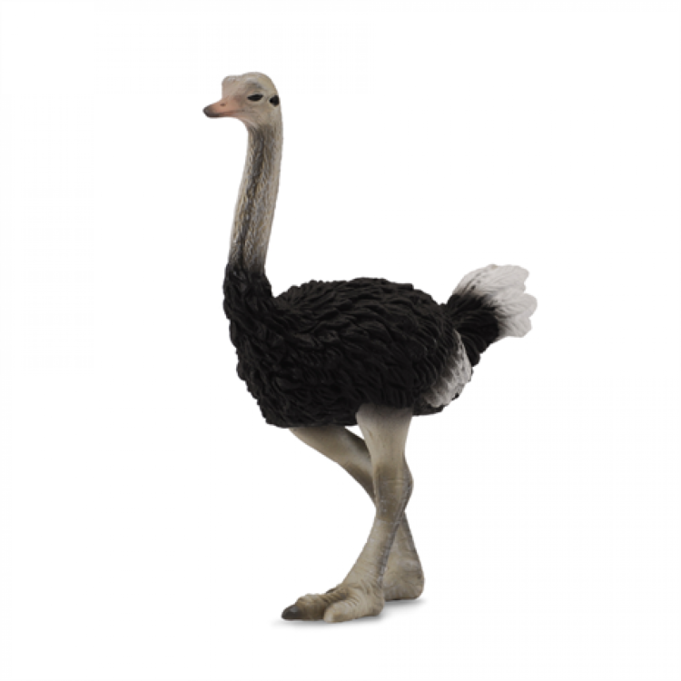 CollectA Ostrich Figure