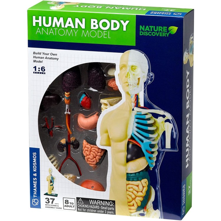 Thames & Kosmos Human Body Anatomy Set